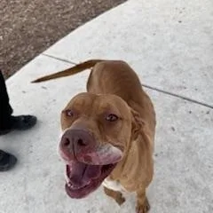 Dutchess thumbnail 3