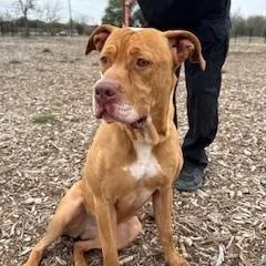 Dutchess thumbnail 4