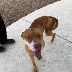 Dutchess thumbnail 5