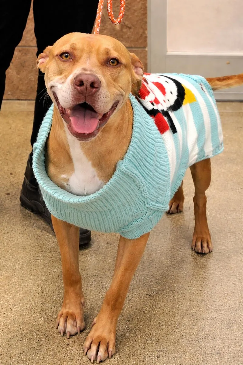 Dutchess thumbnail 6