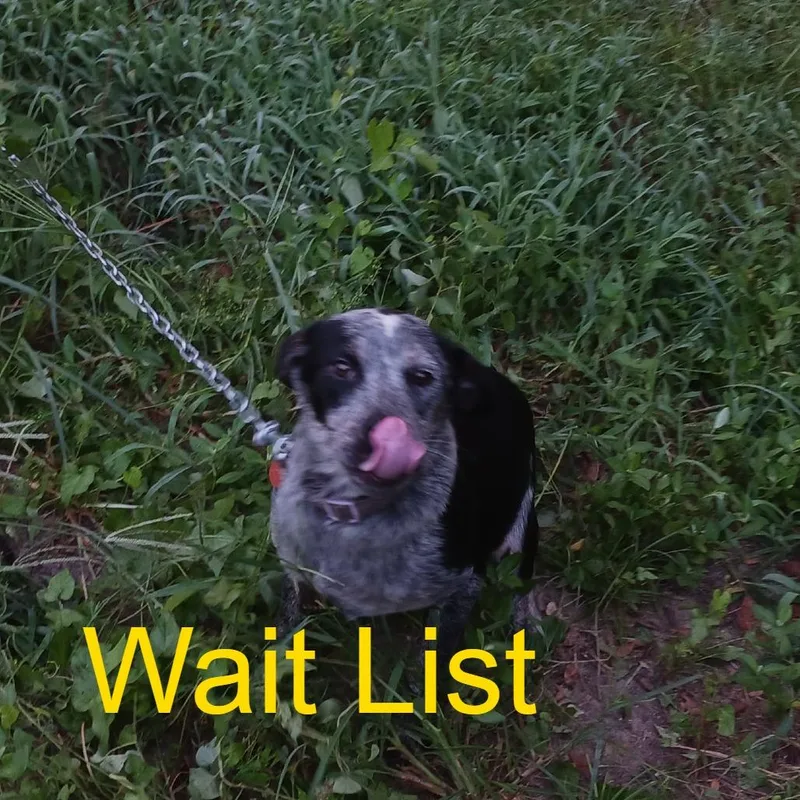 An adult medium-sized female Black Mixed Breed dog named Moon for adoption in Livingston, TX