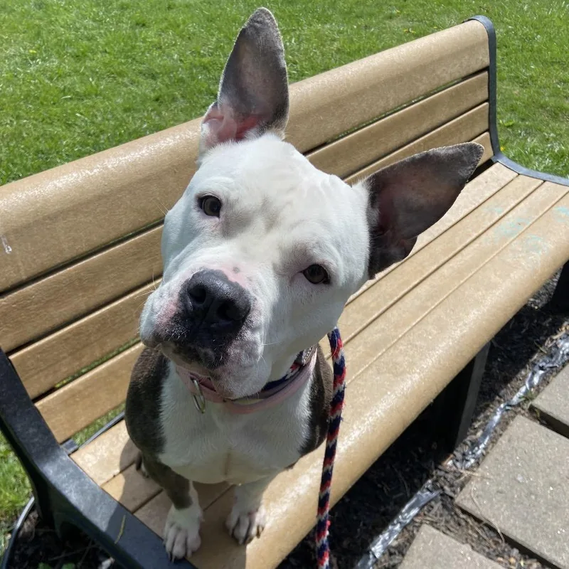 An adult large-sized female White / Cream Mixed Breed dog named Aracelys for adoption in Allentown, PA