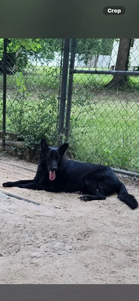 A young medium-sized female Black German Shepherd Dog dog named Nala for adoption in Sealy, TX