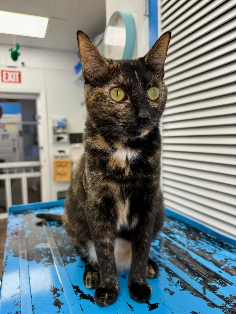 An adult medium-sized female Tortoiseshell Domestic Short Hair cat named Juno for adoption in Milltown, NJ