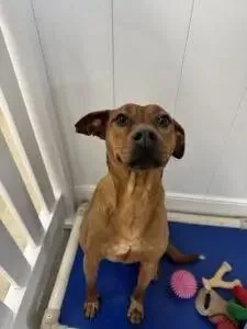 Rosaline thumbnail 2