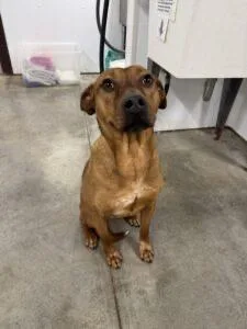 Rosaline thumbnail 4