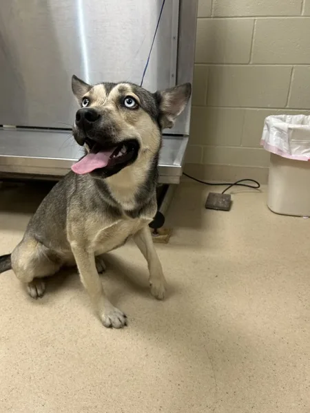 An adult medium-sized female Siberian Husky dog named Alaska for adoption in Covington, GA