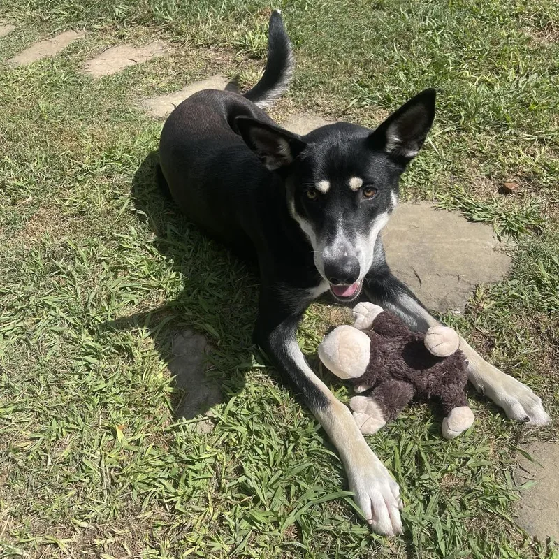 An adult large-sized female Black Husky dog named Storm for adoption in Galveston, TX