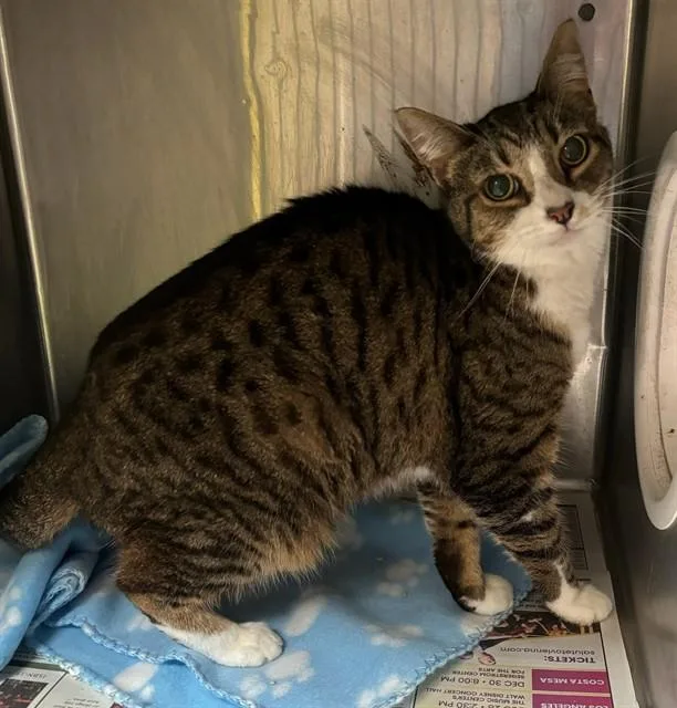 A senior medium-sized female Domestic Medium Hair cat named Tiger for adoption in Baldwin Park, CA