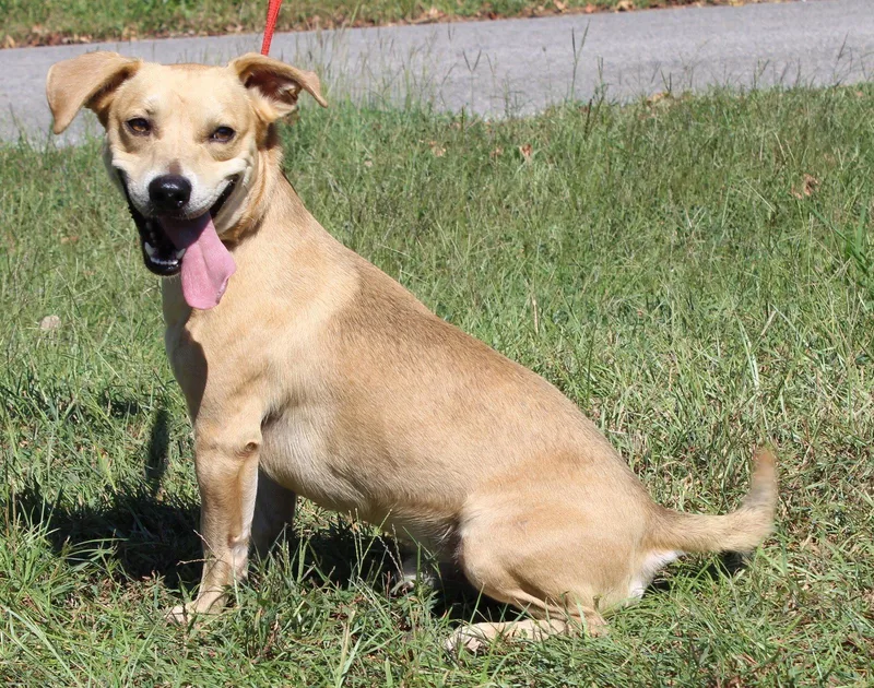 An adult medium-sized male Basset Hound dog named Tot for adoption in Prattville, AL