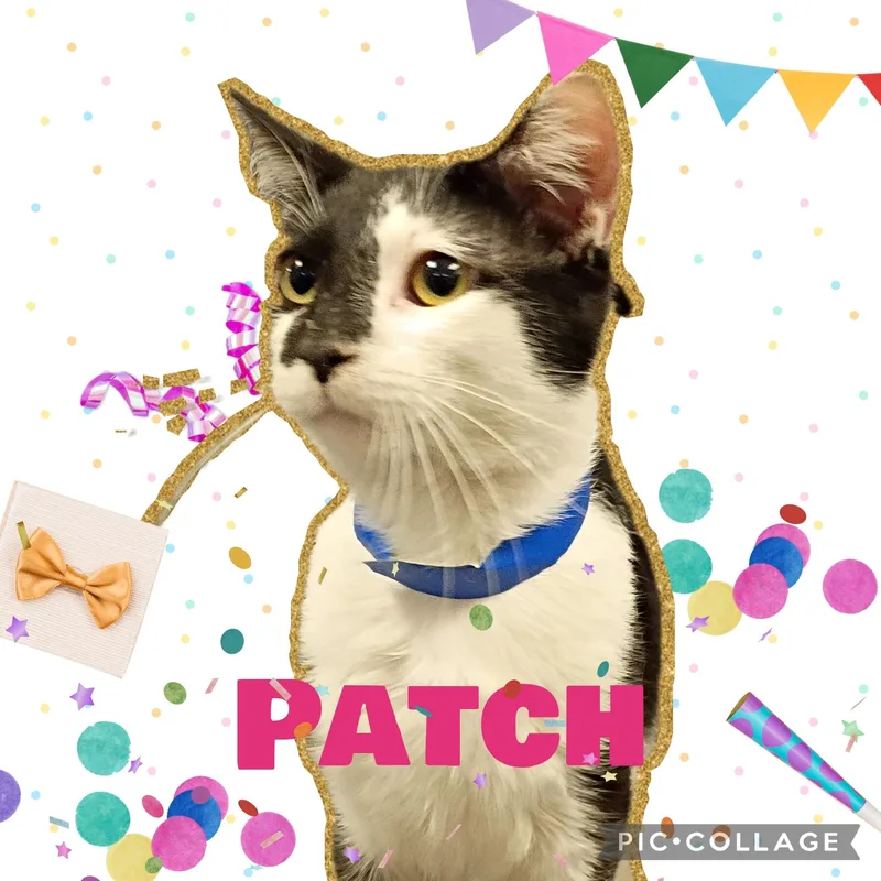 Patch