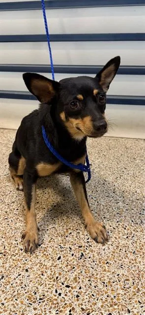 A young small-sized female Manchester Terrier dog named Velma for adoption in Miami, FL