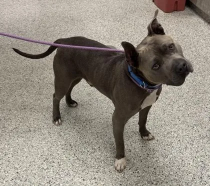 An adult large-sized male Gray / Blue / Silver Pit Bull Terrier dog named Miklo for adoption in Kansas City, MO