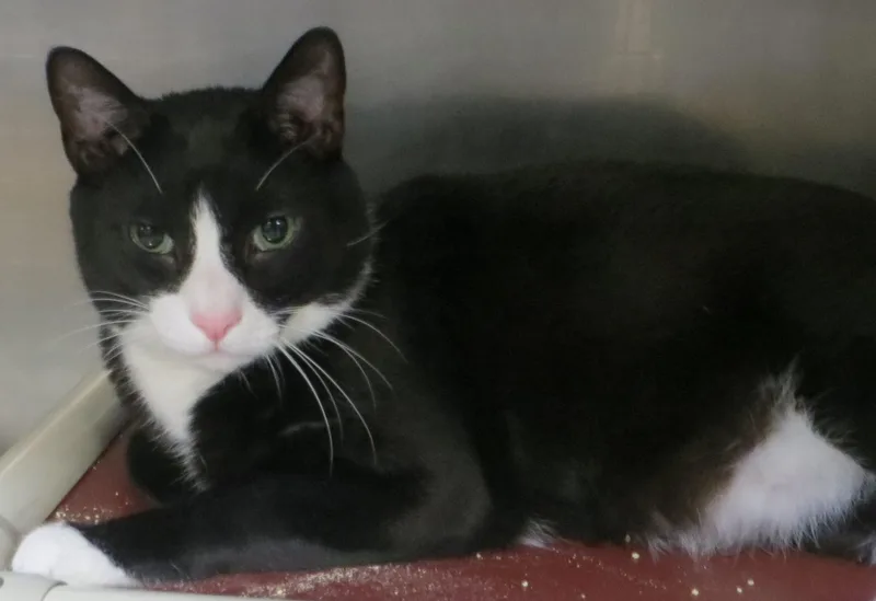 An adult large-sized male Black & White / Tuxedo Tuxedo cat named Oreo for adoption in Taunton, MA