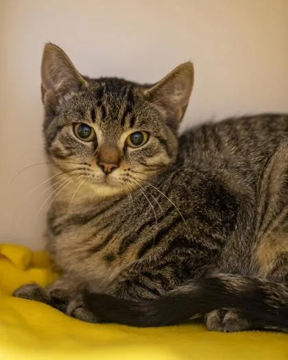 A baby medium-sized female Domestic Short Hair cat named Bobbie for adoption in Pequot Lakes, MN