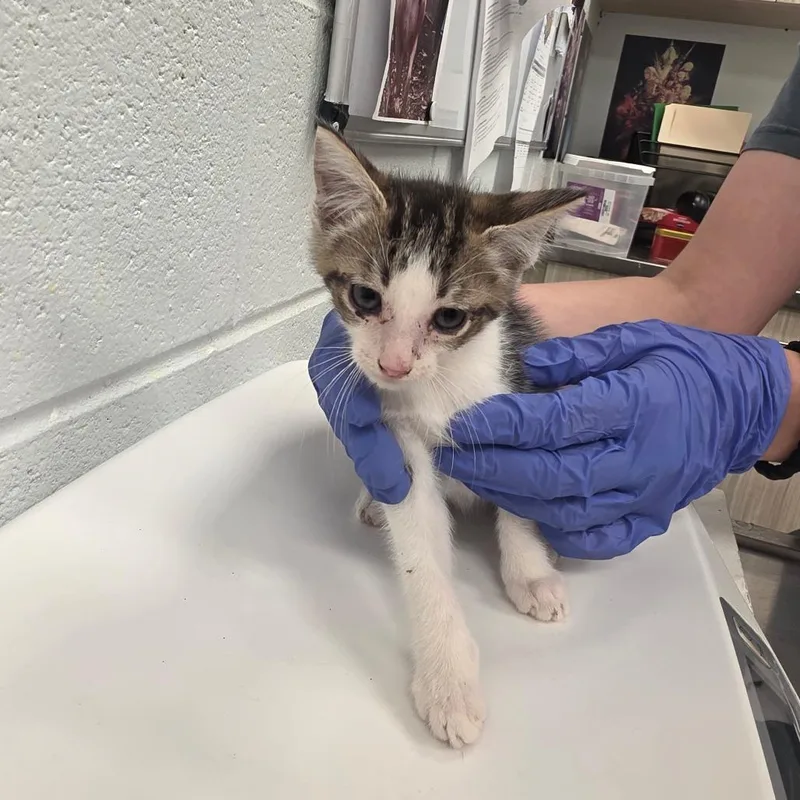 A baby small-sized male Brown / Chocolate Domestic Short Hair cat named Skippy for adoption in Chattanooga, TN