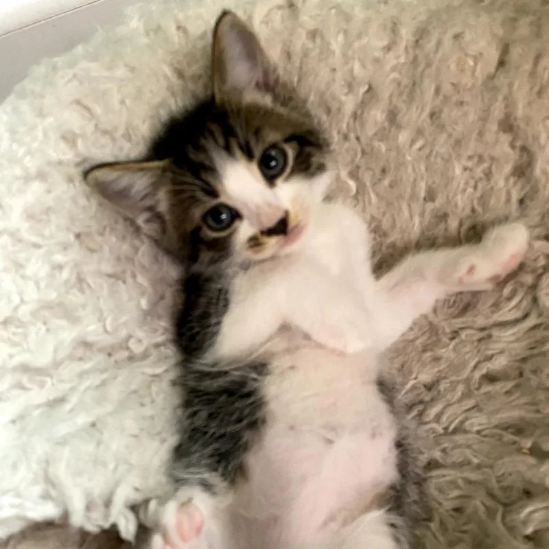A baby small-sized male Gray / Blue / Silver Domestic Short Hair cat named Pepper for adoption in Long Beach, CA