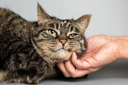 A senior large-sized female Domestic Short Hair cat named Diddo for adoption in Longmont, CO