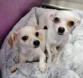 Fiona & Willow Bonded thumbnail 3