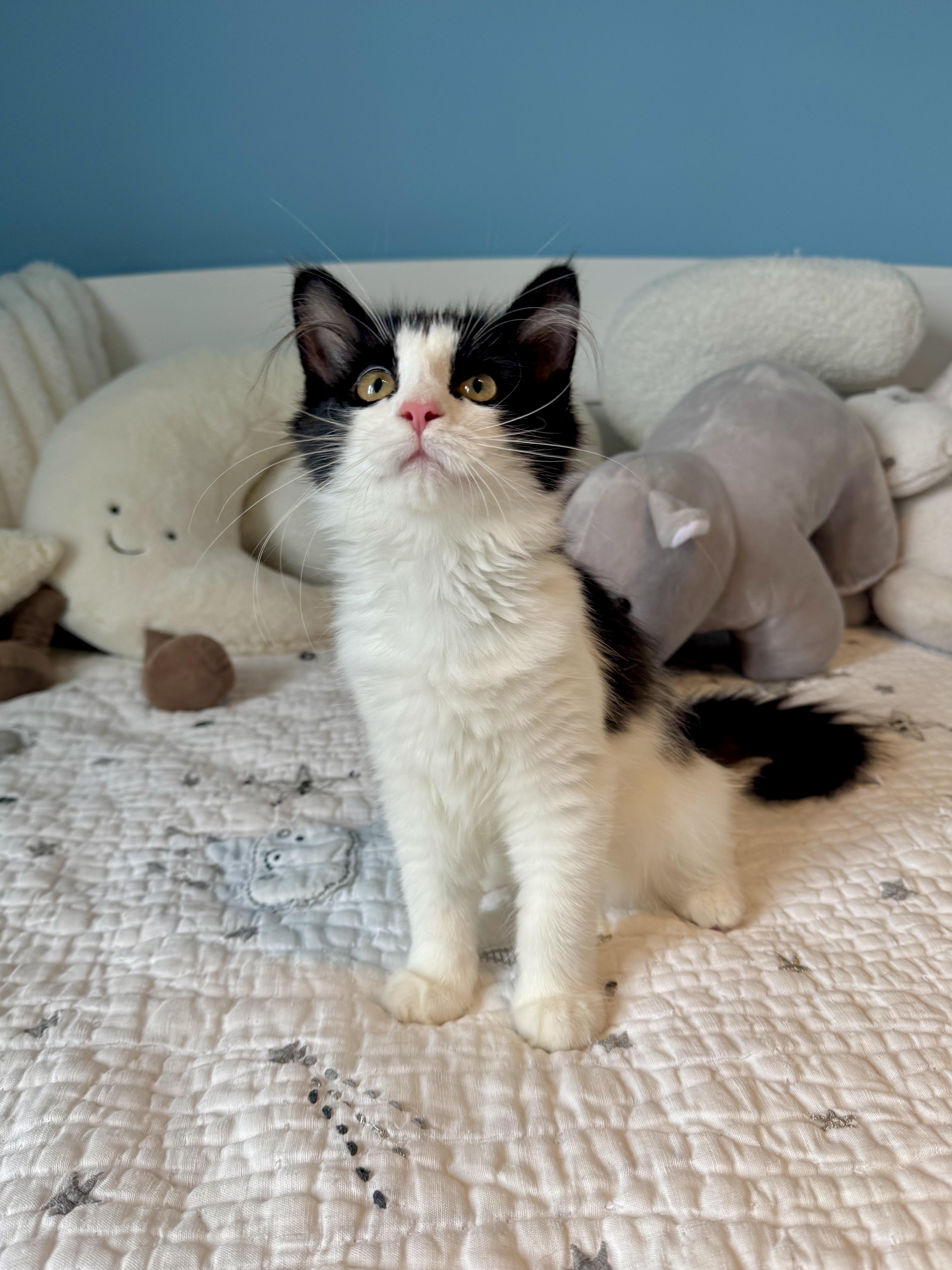 A baby large-sized female Black & White / Tuxedo Domestic Long Hair cat named Sydney for adoption in Ramsey, NJ