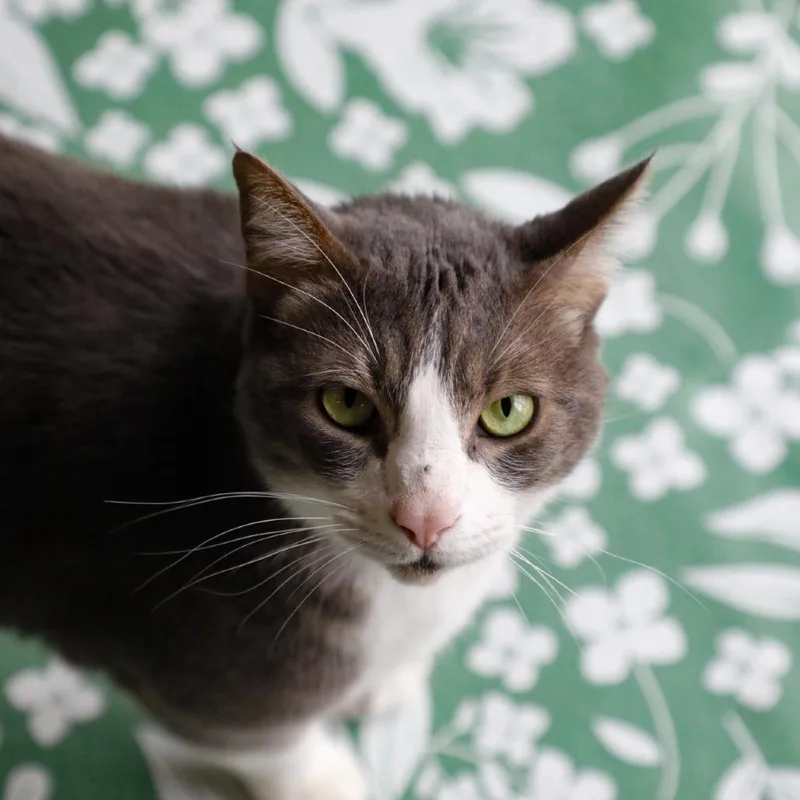 An adult extra large-sized male Domestic Short Hair cat named Jesse for adoption in Tampa, FL