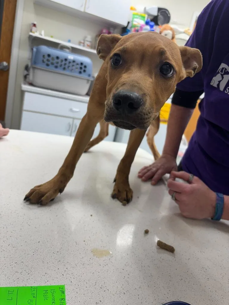A baby medium-sized male Hound dog named Aramis for adoption in Findlay, OH