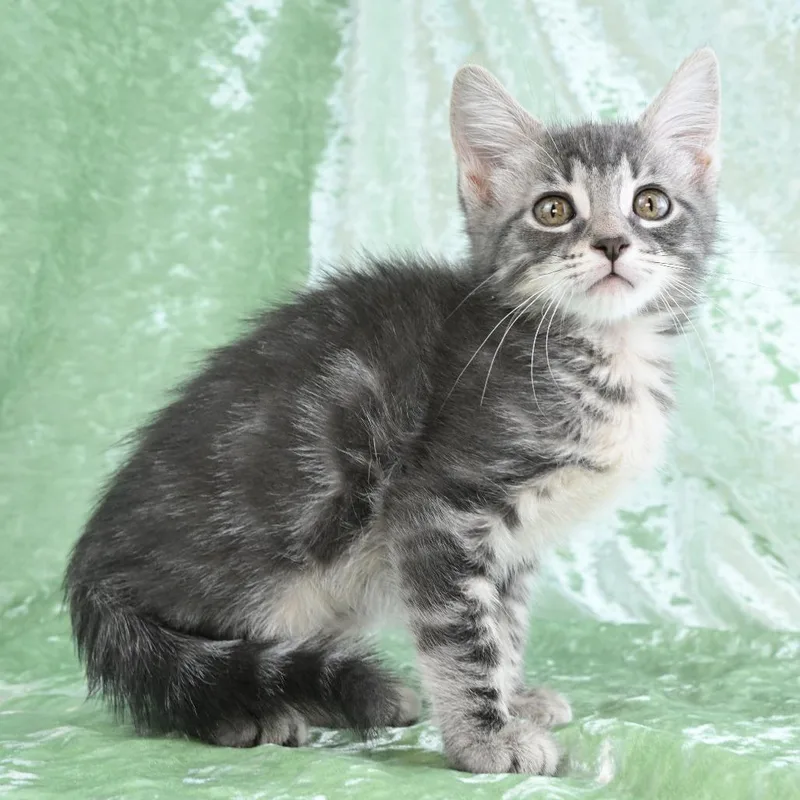 A baby small-sized female Gray / Blue / Silver Domestic Short Hair cat named Destiny for adoption in Mobile, AL