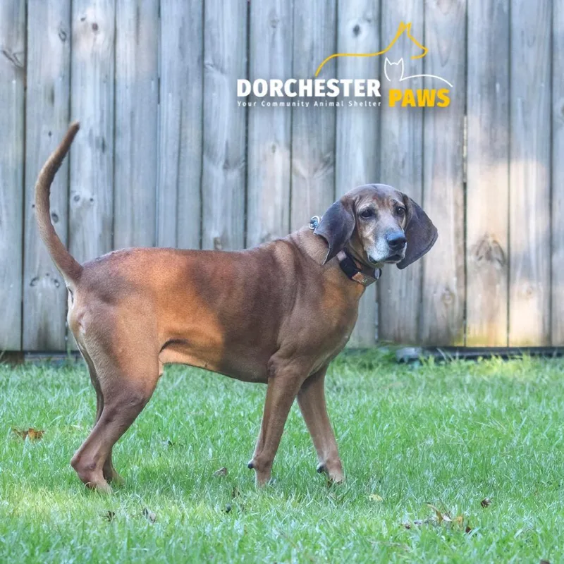 A senior medium-sized male Hound dog named Clarence for adoption in Summerville, SC