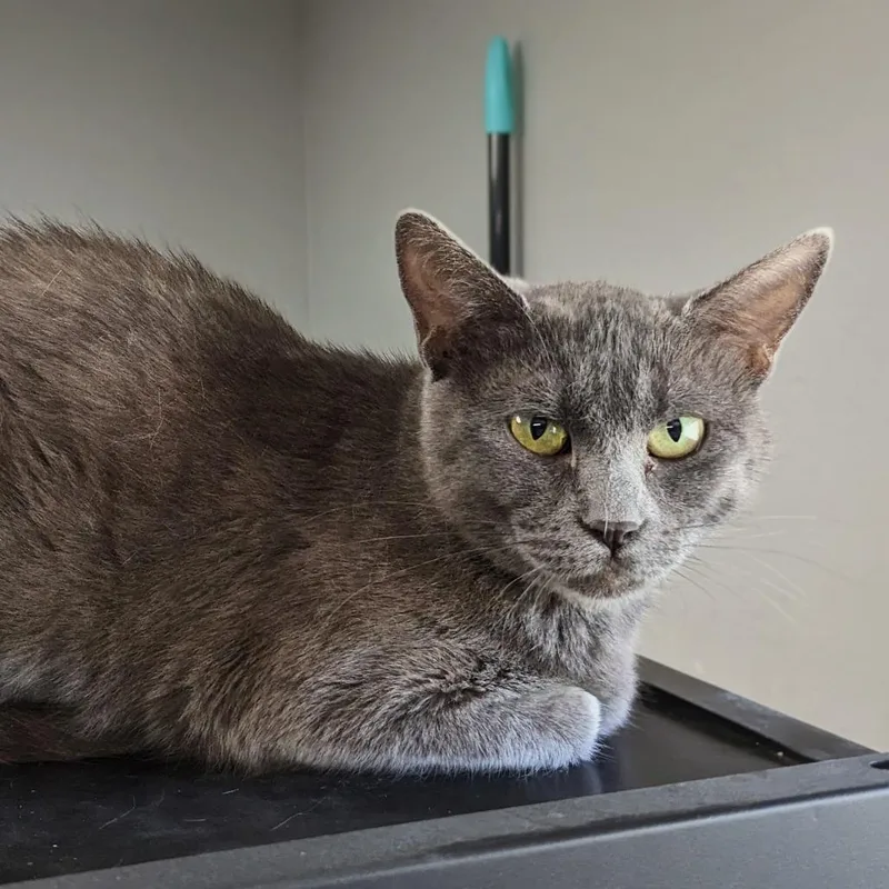 A young small-sized female Gray / Blue / Silver Domestic Short Hair cat named Stanze for adoption in Garfield, AR