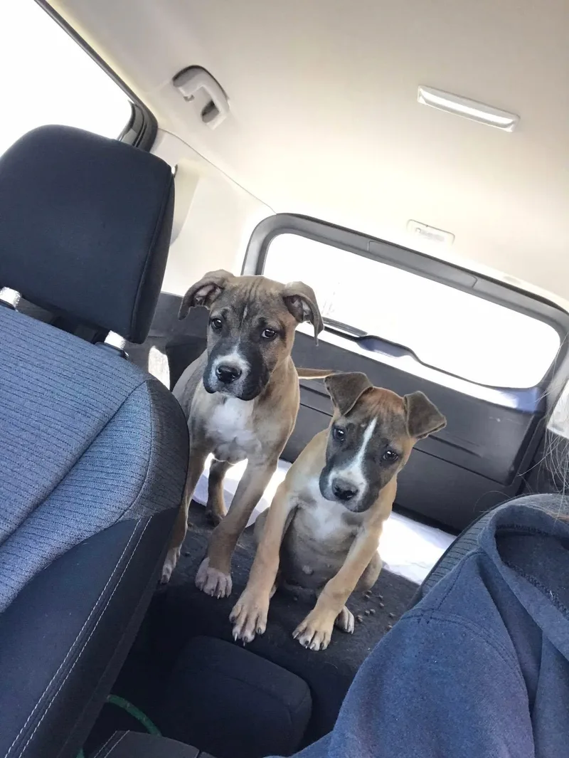 Bo And Bella thumbnail 2