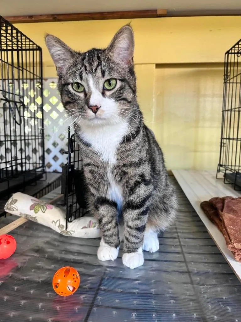A baby medium-sized male Domestic Short Hair cat named Phoenix for adoption in Rice Lake, WI