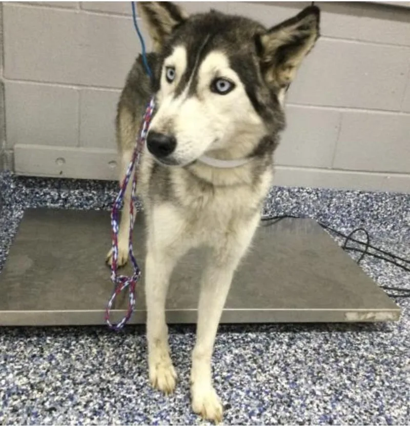 Moira Fka Amalfi thumbnail 2