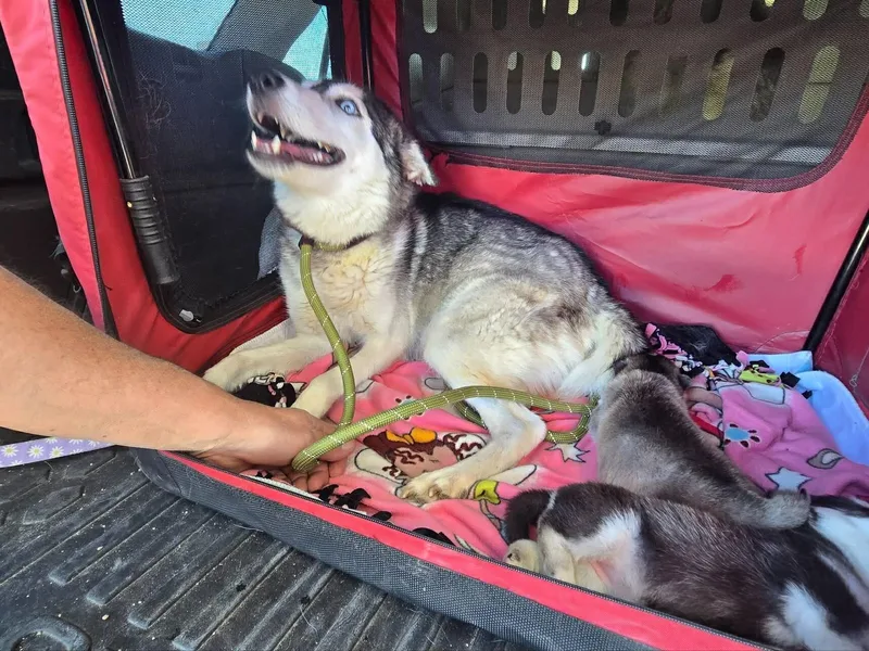 Moira Fka Amalfi thumbnail 4