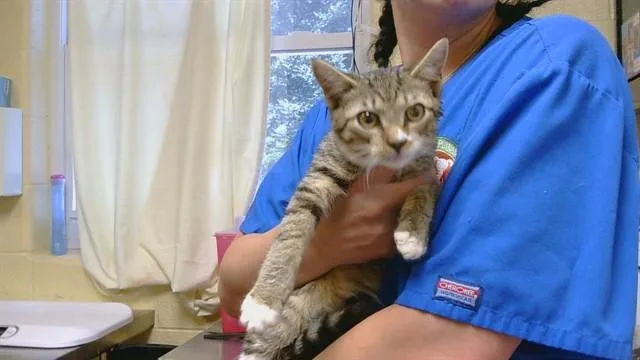 A baby medium-sized female Domestic Short Hair cat named Boots for adoption in Cookeville, TN