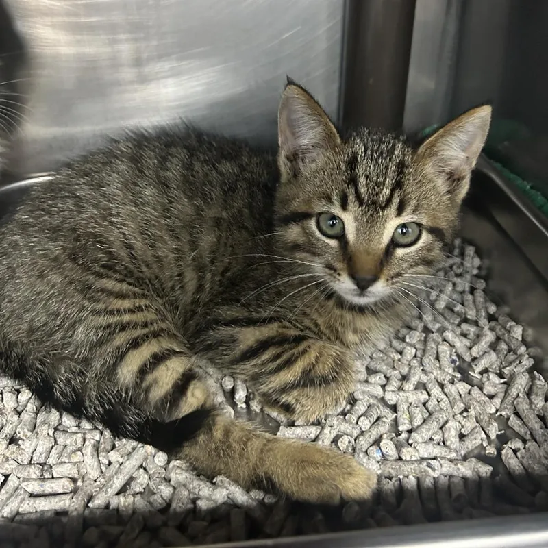 A baby small-sized male Brown / Chocolate Domestic Short Hair cat named Splinter for adoption in Yanceyville, NC