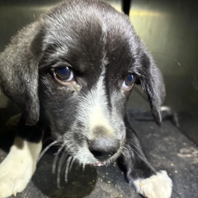 A baby small-sized female Black Labrador Retriever dog named Tems for adoption in Birmingham, AL