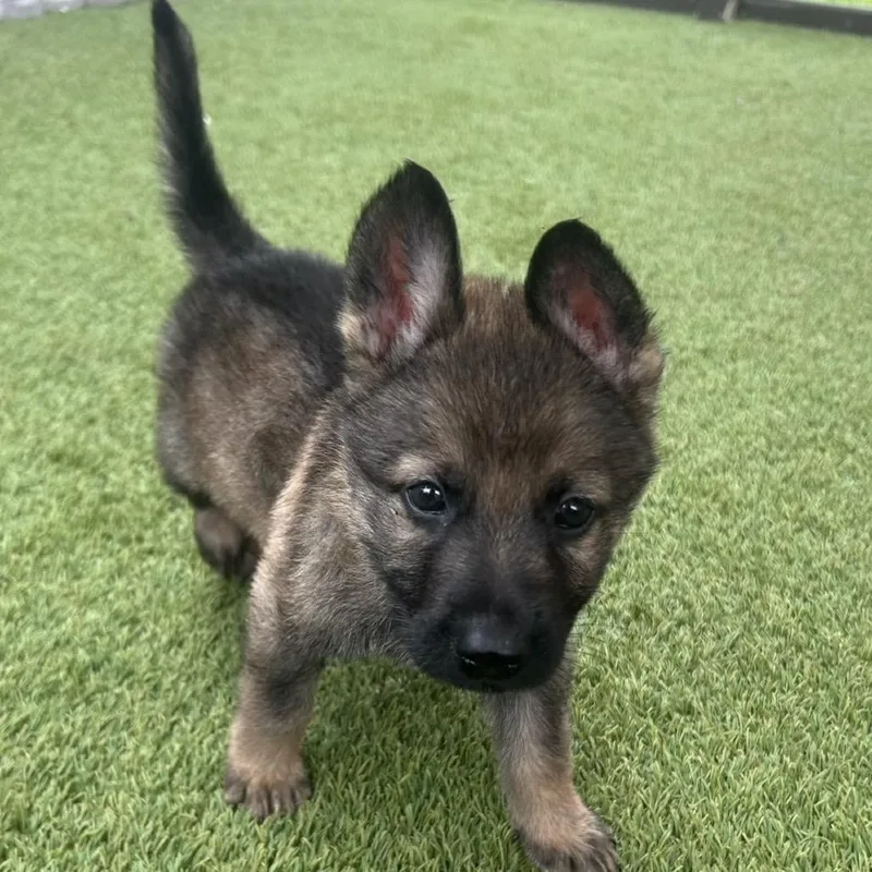 Elvis