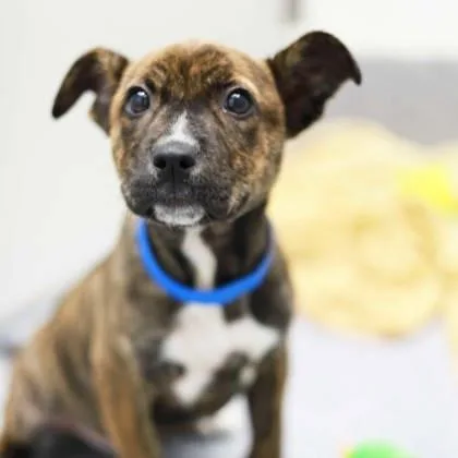 A baby small-sized female Brindle Mixed Breed dog named Moxie for adoption in Atlanta, GA