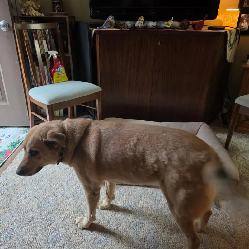 Care Bear thumbnail 2