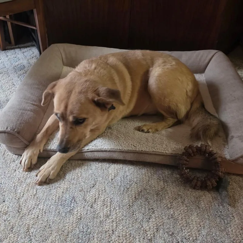 Care Bear thumbnail 3