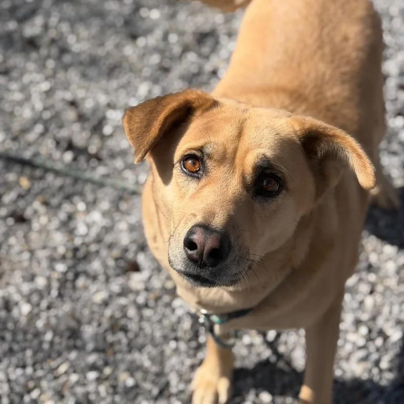 Care Bear thumbnail 4