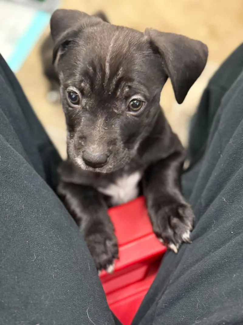 A baby medium-sized female Beagle dog named Alice for adoption in Anchorage, AK
