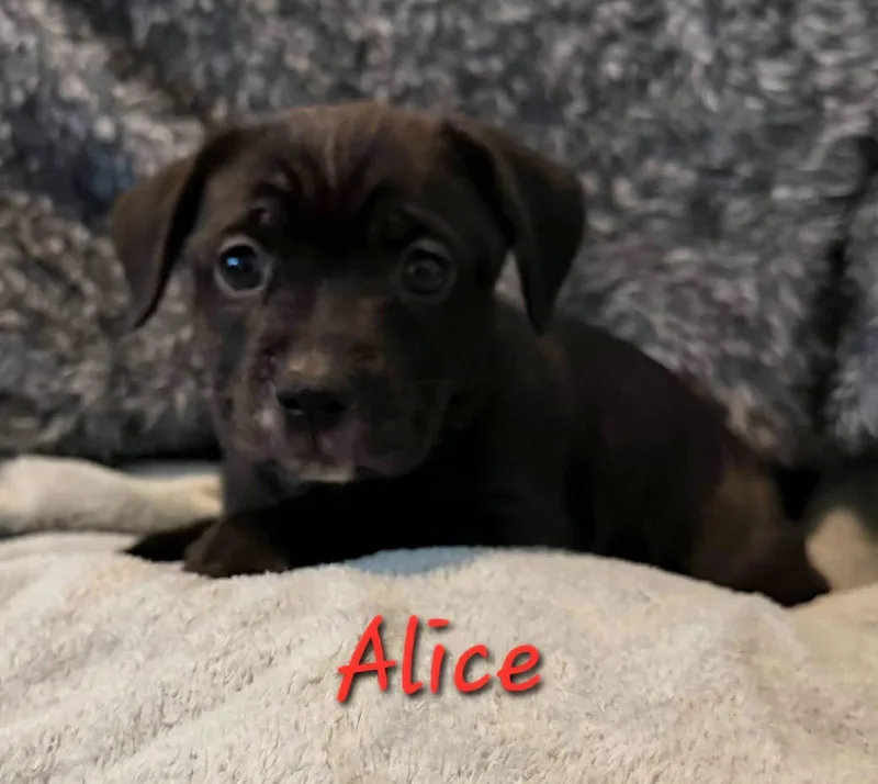 Alice thumbnail 2
