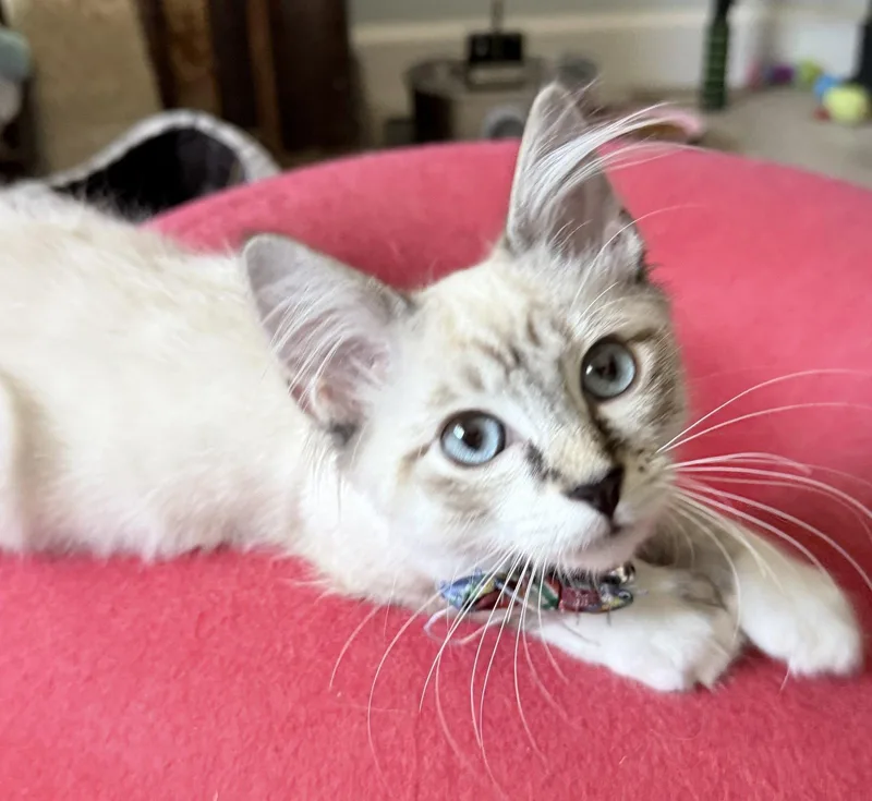 A baby medium-sized male Siamese cat named Bunnelby for adoption in San Jose, CA