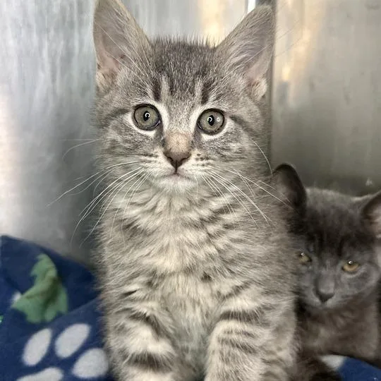 A baby small-sized male Gray / Blue / Silver Domestic Short Hair cat named Silver for adoption in Matteson, IL