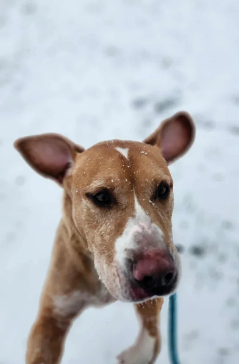 Clint Eastwood thumbnail 5