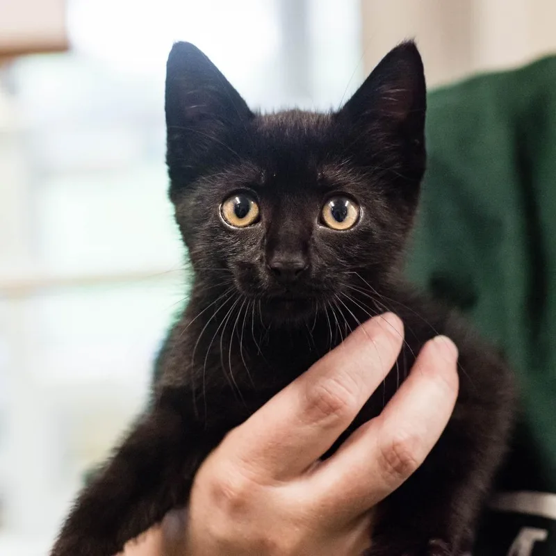 A baby small-sized female Black Domestic Short Hair cat named Fidget for adoption in Houston, TX