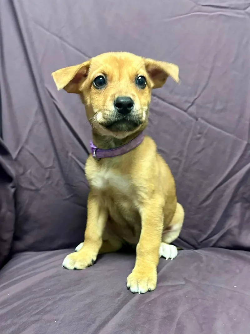 Dolly Parton thumbnail 2