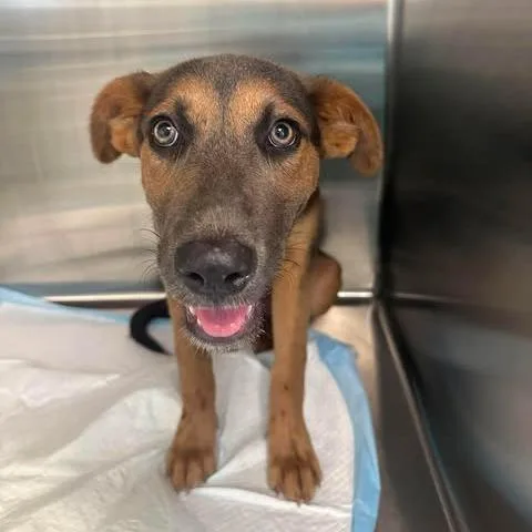 A baby medium-sized female Black Coonhound dog named Sally for adoption in Bastrop, TX