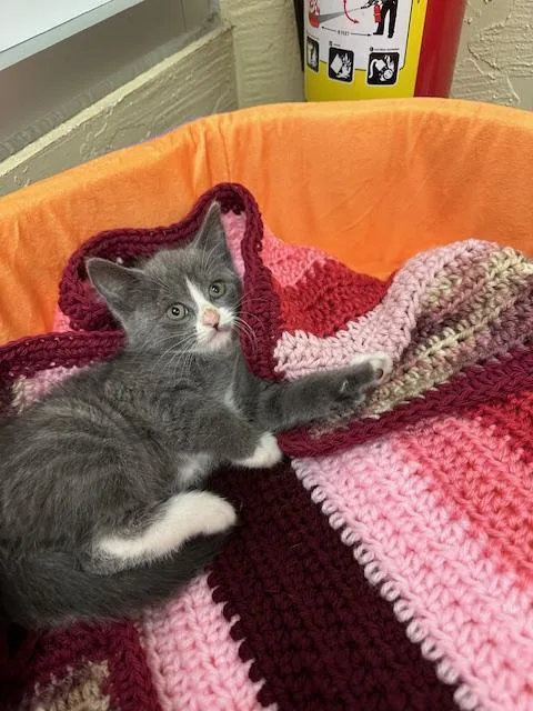 Isabella thumbnail 5